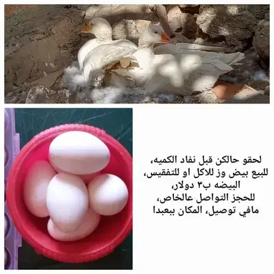 للبيع بيض وز وبط خضري وموسكوفي