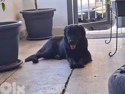 golden retriever mix with labrador for adoption