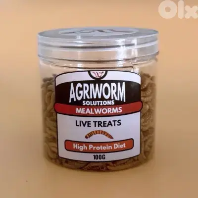 mealworm - superworm - دود
