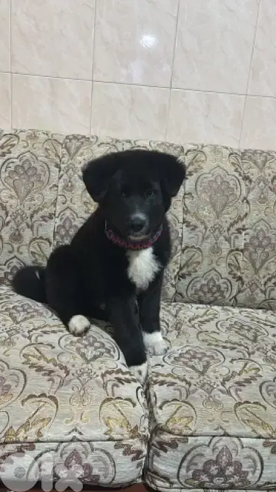 American Akita