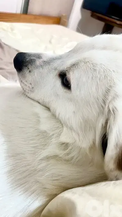 golden lab for adoption