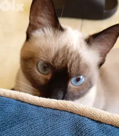 sieme cat