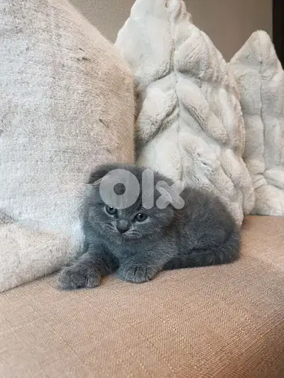 pure Scottish fold kitten HIGHEST QUALITY