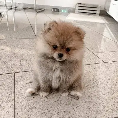 Pomeranian puppies/dog/كلاب/Delivery/Imported