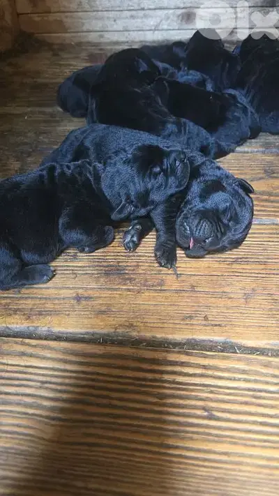 cane corso