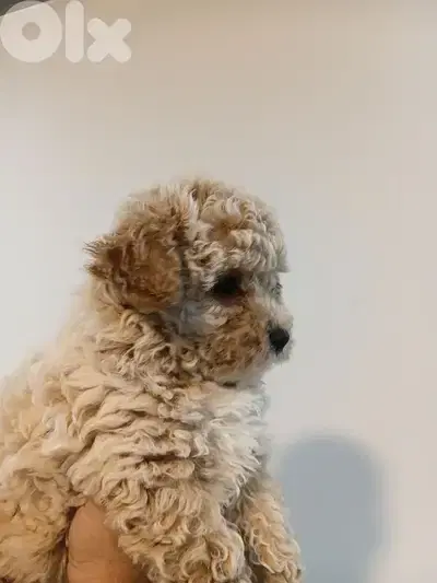 Maltipoo female for sale