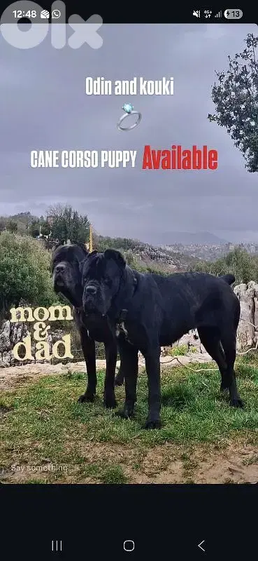 italian cane corso