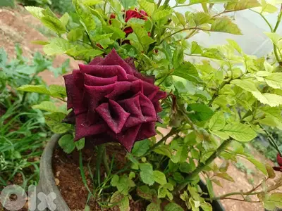 بعلبك