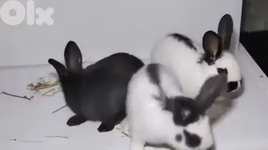 ارانب بابيون