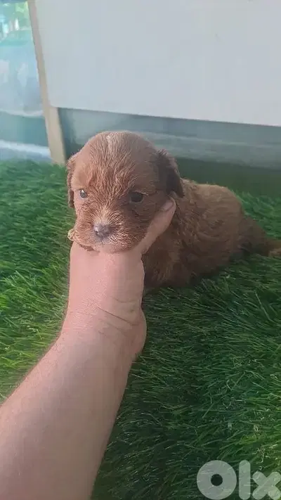 dog maltipoo toy