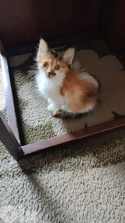 kitten for adoption