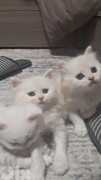 male& female  kitten long hair britishdad& mom himalayen