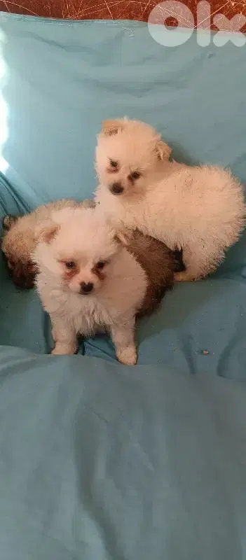 pomeranian spitz
