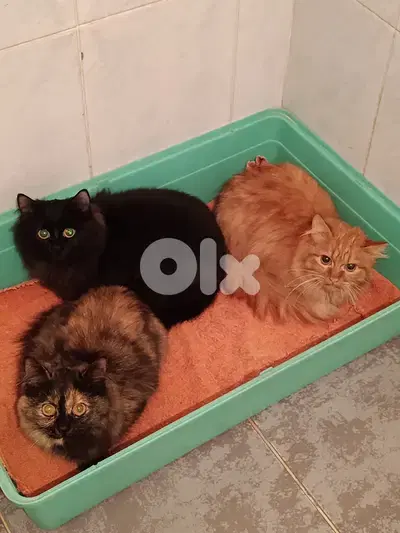 Sandy, Stella and Bagheera