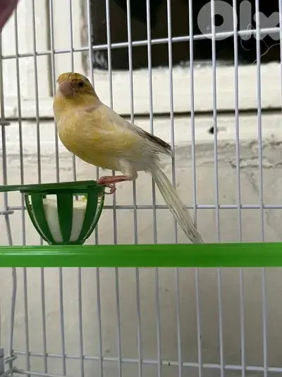 canary