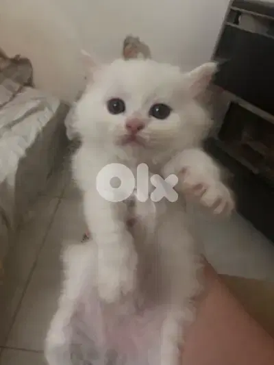 small white male kitten british long-hair kitten