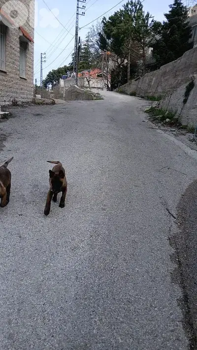 Belgian Malinois Puppies for Sale – Fully Vaccinated Urgent Sale