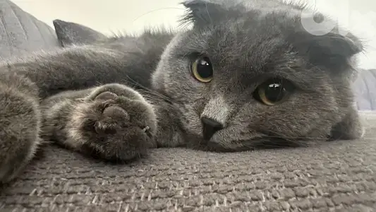 Scottish fold for sale with all his stuff (litter box, litter, food…)
