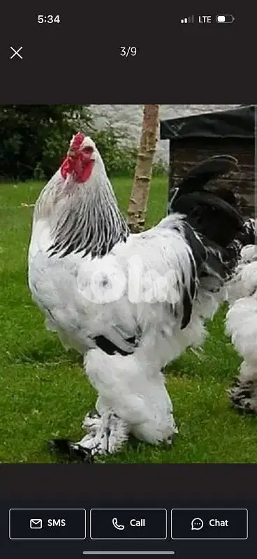 3 dyouk brahma light . big size. 11 month