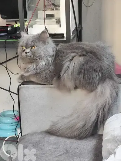 انثى بريتش لونج هير للزواج