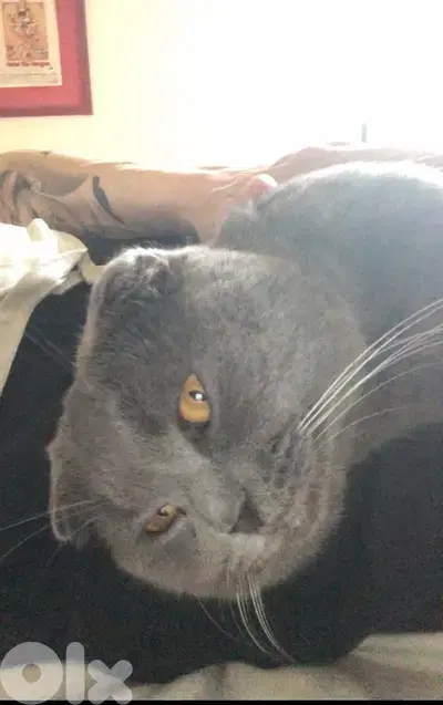 cute male Scottish Fold 18 months neutered