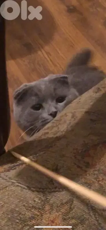 cute male Scottish Fold 18 months neutered