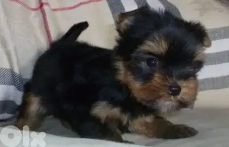 yorkshire toy