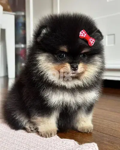 Special Black and Tan Pomeranian Puppies