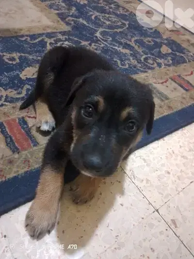 puppy rottweiler