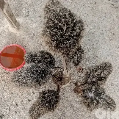ببنين عكار
