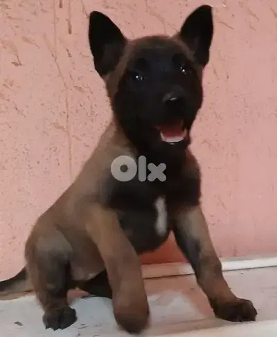 Belgian malinois for (pure)
