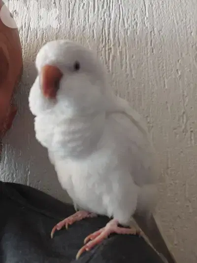 Quaker Parrot
