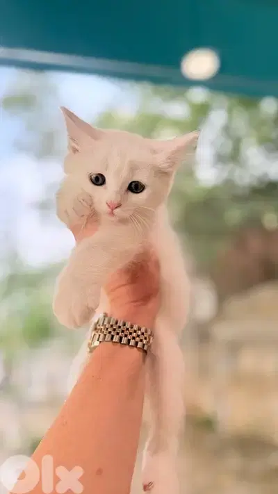 Cute Turkish Angora kittens in store