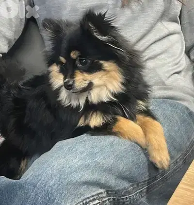 Black is looking for a happy family