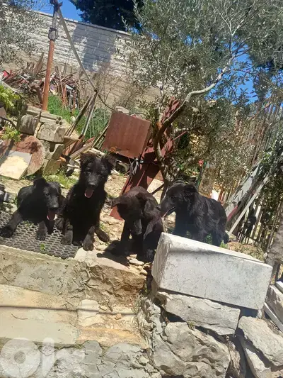 black german shepherd