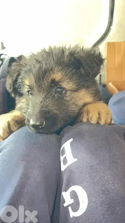 Pure Breed German Shepard Puppies 2 months old