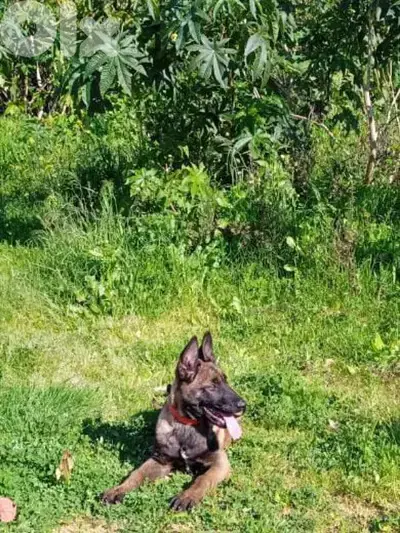 Professional Puppy Training Services