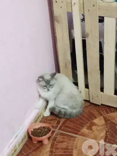 قط ذكر