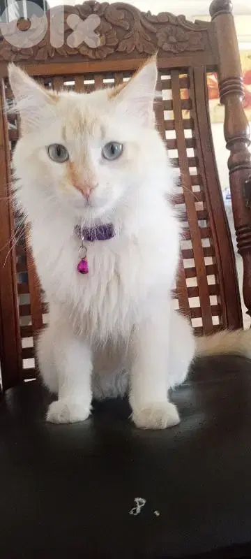 لبنان  بيروت
