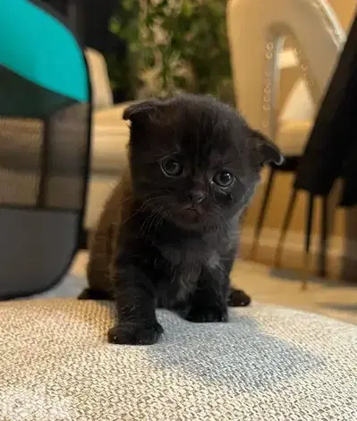 Scottish Black kitten delivery available