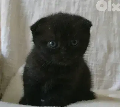Scottish fold kitten black cutie delivery