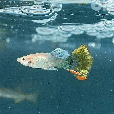 Fish Pet Guppies Guppie read description for deals