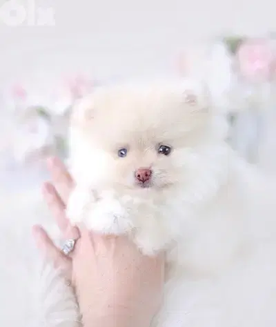 Pomeranian Spitz Cream Small puppy