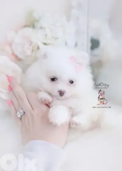 Mini Pomeranian Spitz puppy