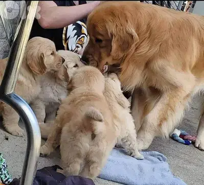 golden retriever