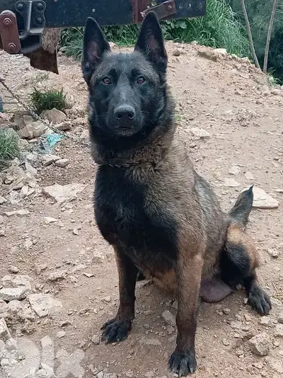 female malinois 1.5 years
