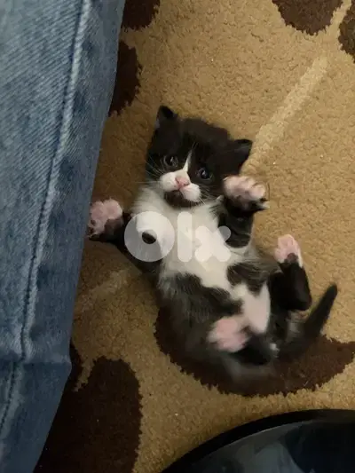 Persian mix