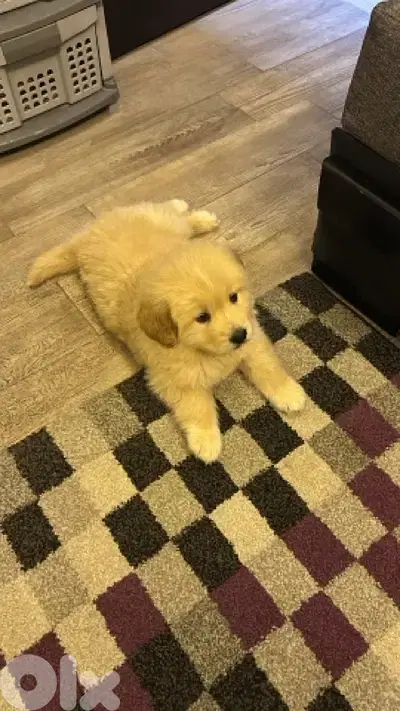 golden retreiver 2 months old potty trained and vaccinated