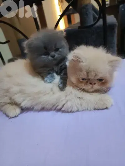 Persian Cat for Sale