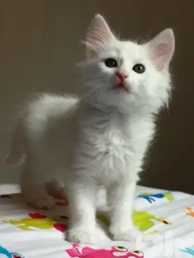 angora kittens for sale